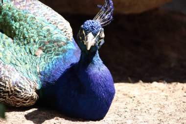 RIGA, LATVIA - 17 Mayıs 2018: Riga Ulusal Zooloji Bahçesi, Zoo Mezaparks Riga Letonya Avrupa, kuşlar, hayvanlar ve doğa