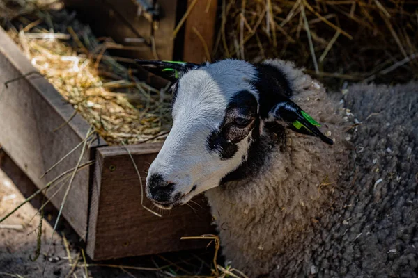 RIGA, LATVIA - 17 Mayıs 2018: Riga Ulusal Zooloji Bahçesi, Zoo Mezaparks Riga Letonya Avrupa, kuşlar, hayvanlar ve doğa