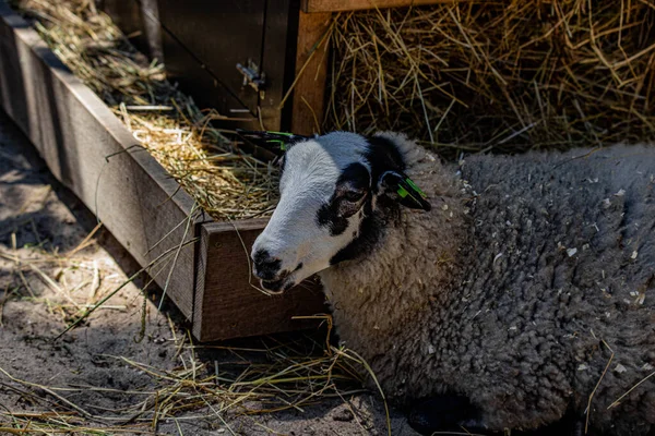 RIGA, LATVIA - 17 Mayıs 2018: Riga Ulusal Zooloji Bahçesi, Zoo Mezaparks Riga Letonya Avrupa, kuşlar, hayvanlar ve doğa