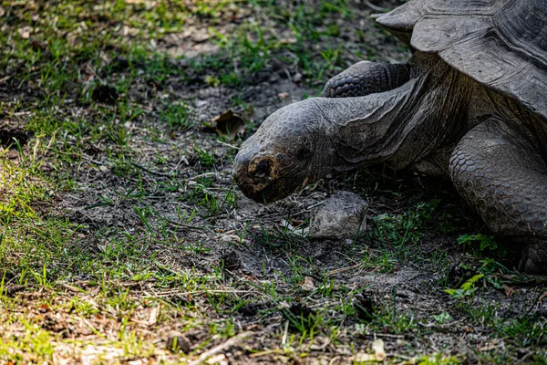 RIGA, LATVIA - 17 Mayıs 2018: Riga Ulusal Zooloji Bahçesi, Zoo Mezaparks Riga Letonya Avrupa, kuşlar, hayvanlar ve doğa