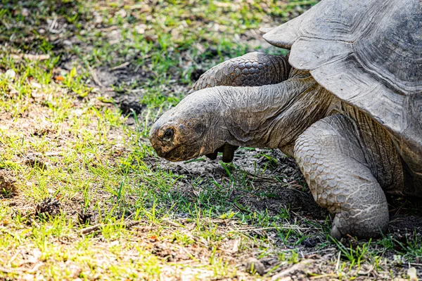 RIGA, LATVIA - 17 Mayıs 2018: Riga Ulusal Zooloji Bahçesi, Zoo Mezaparks Riga Letonya Avrupa, kuşlar, hayvanlar ve doğa