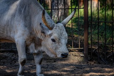 RIGA, LATVIA - 17 Mayıs 2018: Riga Ulusal Zooloji Bahçesi, Zoo Mezaparks Riga Letonya Avrupa, kuşlar, hayvanlar ve doğa