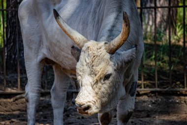 RIGA, LATVIA - 17 Mayıs 2018: Riga Ulusal Zooloji Bahçesi, Zoo Mezaparks Riga Letonya Avrupa, kuşlar, hayvanlar ve doğa
