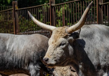RIGA, LATVIA - 17 Mayıs 2018: Riga Ulusal Zooloji Bahçesi, Zoo Mezaparks Riga Letonya Avrupa, kuşlar, hayvanlar ve doğa