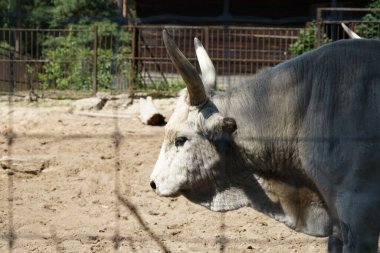 RIGA, LATVIA - 17 Mayıs 2018: Riga Ulusal Zooloji Bahçesi, Zoo Mezaparks Riga Letonya Avrupa, kuşlar, hayvanlar ve doğa
