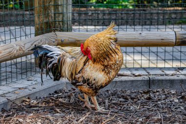 RIGA, LATVIA - 17 Mayıs 2018: Riga Ulusal Zooloji Bahçesi, Zoo Mezaparks Riga Letonya Avrupa, kuşlar, hayvanlar ve doğa