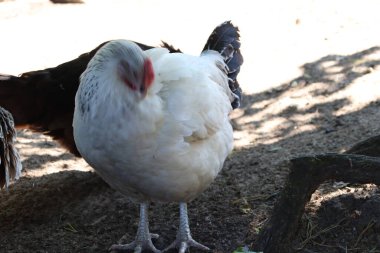 RIGA, LATVIA - 17 Mayıs 2018: Riga Ulusal Zooloji Bahçesi, Zoo Mezaparks Riga Letonya Avrupa, kuşlar, hayvanlar ve doğa