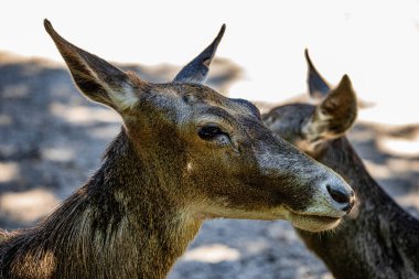 RIGA, LATVIA - 17 Mayıs 2018: Riga Ulusal Zooloji Bahçesi, Zoo Mezaparks Riga Letonya Avrupa, kuşlar, hayvanlar ve doğa