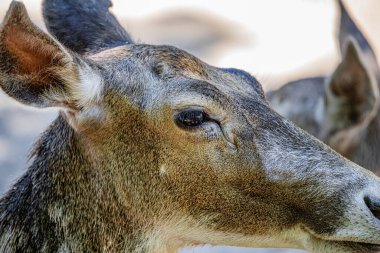 RIGA, LATVIA - 17 Mayıs 2018: Riga Ulusal Zooloji Bahçesi, Zoo Mezaparks Riga Letonya Avrupa, kuşlar, hayvanlar ve doğa