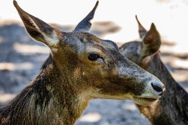 RIGA, LATVIA - 17 Mayıs 2018: Riga Ulusal Zooloji Bahçesi, Zoo Mezaparks Riga Letonya Avrupa, kuşlar, hayvanlar ve doğa