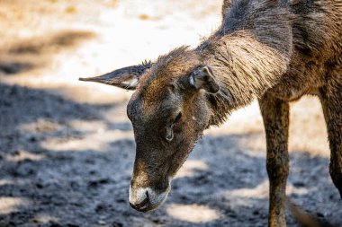 RIGA, LATVIA - 17 Mayıs 2018: Riga Ulusal Zooloji Bahçesi, Zoo Mezaparks Riga Letonya Avrupa, kuşlar, hayvanlar ve doğa