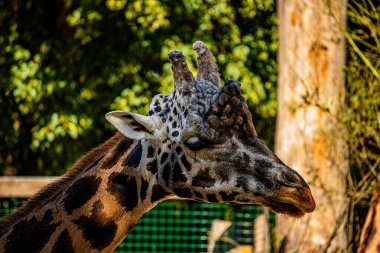 RIGA, LATVIA - 17 Mayıs 2018: Riga Ulusal Zooloji Bahçesi, Zoo Mezaparks Riga Letonya Avrupa, kuşlar, hayvanlar ve doğa