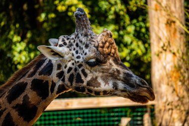 RIGA, LATVIA - 17 Mayıs 2018: Riga Ulusal Zooloji Bahçesi, Zoo Mezaparks Riga Letonya Avrupa, kuşlar, hayvanlar ve doğa