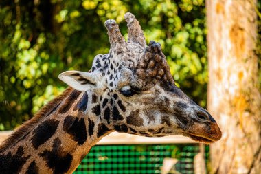 RIGA, LATVIA - 17 Mayıs 2018: Riga Ulusal Zooloji Bahçesi, Zoo Mezaparks Riga Letonya Avrupa, kuşlar, hayvanlar ve doğa