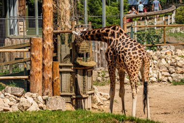RIGA, LATVIA - 17 Mayıs 2018: Riga Ulusal Zooloji Bahçesi, Zoo Mezaparks Riga Letonya Avrupa, kuşlar, hayvanlar ve doğa
