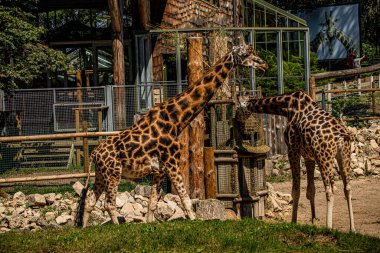 RIGA, LATVIA - 17 Mayıs 2018: Riga Ulusal Zooloji Bahçesi, Zoo Mezaparks Riga Letonya Avrupa, kuşlar, hayvanlar ve doğa