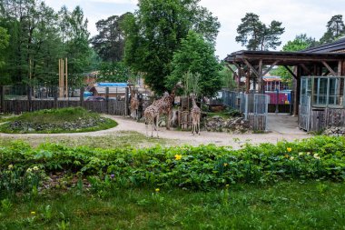 RIGA, LATVIA - 17 Mayıs 2018: Riga Ulusal Zooloji Bahçesi, Zoo Mezaparks Riga Letonya Avrupa, kuşlar, hayvanlar ve doğa