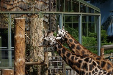 RIGA, LATVIA - 17 Mayıs 2018: Riga Ulusal Zooloji Bahçesi, Zoo Mezaparks Riga Letonya Avrupa, kuşlar, hayvanlar ve doğa