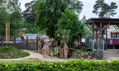 RIGA, LATVIA - 17 Mayıs 2018: Riga Ulusal Zooloji Bahçesi, Zoo Mezaparks Riga Letonya Avrupa, kuşlar, hayvanlar ve doğa