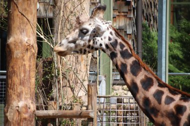 RIGA, LATVIA - 17 Mayıs 2018: Riga Ulusal Zooloji Bahçesi, Zoo Mezaparks Riga Letonya Avrupa, kuşlar, hayvanlar ve doğa