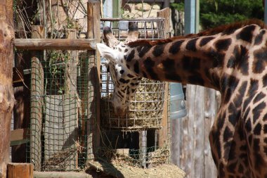 RIGA, LATVIA - 17 Mayıs 2018: Riga Ulusal Zooloji Bahçesi, Zoo Mezaparks Riga Letonya Avrupa, kuşlar, hayvanlar ve doğa