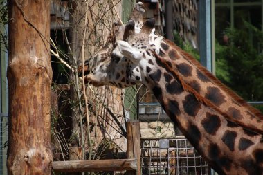 RIGA, LATVIA - 17 Mayıs 2018: Riga Ulusal Zooloji Bahçesi, Zoo Mezaparks Riga Letonya Avrupa, kuşlar, hayvanlar ve doğa