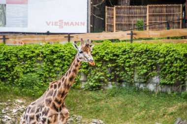 RIGA, LATVIA - 17 Mayıs 2018: Riga Ulusal Zooloji Bahçesi, Zoo Mezaparks Riga Letonya Avrupa, kuşlar, hayvanlar ve doğa