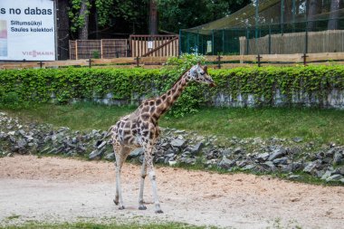 RIGA, LATVIA - 17 Mayıs 2018: Riga Ulusal Zooloji Bahçesi, Zoo Mezaparks Riga Letonya Avrupa, kuşlar, hayvanlar ve doğa