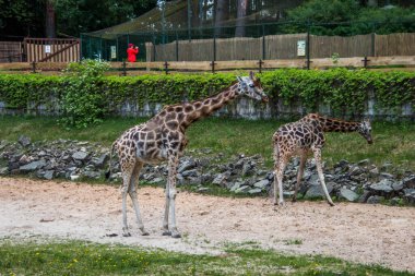 RIGA, LATVIA - 17 Mayıs 2018: Riga Ulusal Zooloji Bahçesi, Zoo Mezaparks Riga Letonya Avrupa, kuşlar, hayvanlar ve doğa