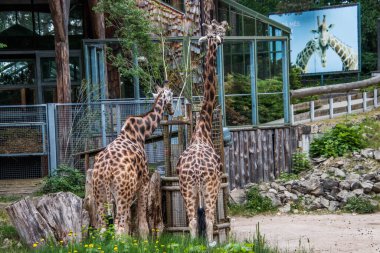 RIGA, LATVIA - 17 Mayıs 2018: Riga Ulusal Zooloji Bahçesi, Zoo Mezaparks Riga Letonya Avrupa, kuşlar, hayvanlar ve doğa