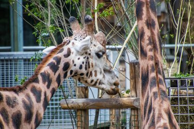 RIGA, LATVIA - 17 Mayıs 2018: Riga Ulusal Zooloji Bahçesi, Zoo Mezaparks Riga Letonya Avrupa, kuşlar, hayvanlar ve doğa