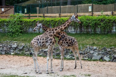 RIGA, LATVIA - 17 Mayıs 2018: Riga Ulusal Zooloji Bahçesi, Zoo Mezaparks Riga Letonya Avrupa, kuşlar, hayvanlar ve doğa
