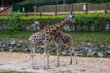 RIGA, LATVIA - 17 Mayıs 2018: Riga Ulusal Zooloji Bahçesi, Zoo Mezaparks Riga Letonya Avrupa, kuşlar, hayvanlar ve doğa