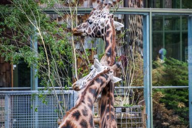 RIGA, LATVIA - 17 Mayıs 2018: Riga Ulusal Zooloji Bahçesi, Zoo Mezaparks Riga Letonya Avrupa, kuşlar, hayvanlar ve doğa