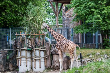 RIGA, LATVIA - 17 Mayıs 2018: Riga Ulusal Zooloji Bahçesi, Zoo Mezaparks Riga Letonya Avrupa, kuşlar, hayvanlar ve doğa