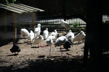 RIGA, LATVIA - 17 Mayıs 2018: Riga Ulusal Zooloji Bahçesi, Zoo Mezaparks Riga Letonya Avrupa, kuşlar, hayvanlar ve doğa