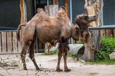 RIGA, LATVIA - 17 Mayıs 2018: Riga Ulusal Zooloji Bahçesi, Zoo Mezaparks Riga Letonya Avrupa, kuşlar, hayvanlar ve doğa