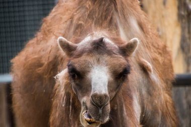 RIGA, LATVIA - 17 Mayıs 2018: Riga Ulusal Zooloji Bahçesi, Zoo Mezaparks Riga Letonya Avrupa, kuşlar, hayvanlar ve doğa