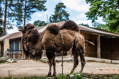RIGA, LATVIA - 17 Mayıs 2018: Riga Ulusal Zooloji Bahçesi, Zoo Mezaparks Riga Letonya Avrupa, kuşlar, hayvanlar ve doğa