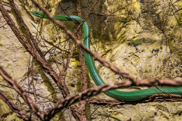 RIGA, LATVIA - 17 Mayıs 2018: Riga Ulusal Zooloji Bahçesi, Zoo Mezaparks Riga Letonya Avrupa, kuşlar, hayvanlar ve doğa