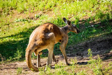 RIGA, LATVIA - 17 Mayıs 2018: Riga Ulusal Zooloji Bahçesi, Zoo Mezaparks Riga Letonya Avrupa, kuşlar, hayvanlar ve doğa