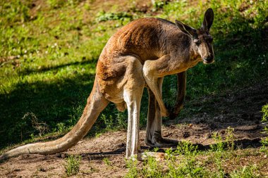 RIGA, LATVIA - 17 Mayıs 2018: Riga Ulusal Zooloji Bahçesi, Zoo Mezaparks Riga Letonya Avrupa, kuşlar, hayvanlar ve doğa