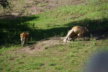 RIGA, LATVIA - 17 Mayıs 2018: Riga Ulusal Zooloji Bahçesi, Zoo Mezaparks Riga Letonya Avrupa, kuşlar, hayvanlar ve doğa