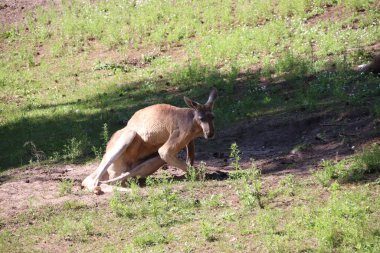 RIGA, LATVIA - 17 Mayıs 2018: Riga Ulusal Zooloji Bahçesi, Zoo Mezaparks Riga Letonya Avrupa, kuşlar, hayvanlar ve doğa