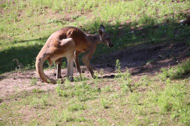 RIGA, LATVIA - 17 Mayıs 2018: Riga Ulusal Zooloji Bahçesi, Zoo Mezaparks Riga Letonya Avrupa, kuşlar, hayvanlar ve doğa