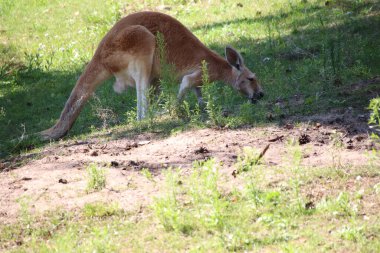 RIGA, LATVIA - 17 Mayıs 2018: Riga Ulusal Zooloji Bahçesi, Zoo Mezaparks Riga Letonya Avrupa, kuşlar, hayvanlar ve doğa