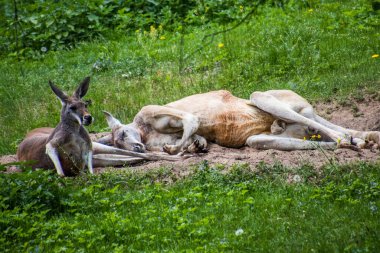 RIGA, LATVIA - 17 Mayıs 2018: Riga Ulusal Zooloji Bahçesi, Zoo Mezaparks Riga Letonya Avrupa, kuşlar, hayvanlar ve doğa