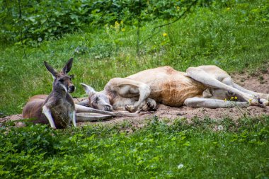 RIGA, LATVIA - 17 Mayıs 2018: Riga Ulusal Zooloji Bahçesi, Zoo Mezaparks Riga Letonya Avrupa, kuşlar, hayvanlar ve doğa