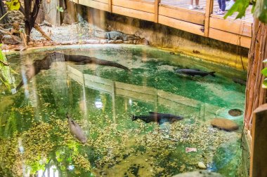 RIGA, LATVIA - 17 Mayıs 2018: Riga Ulusal Zooloji Bahçesi, Zoo Mezaparks Riga Letonya Avrupa, kuşlar, hayvanlar ve doğa