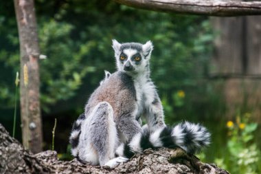 RIGA, LATVIA - 17 Mayıs 2018: Riga Ulusal Zooloji Bahçesi, Zoo Mezaparks Riga Letonya Avrupa, kuşlar, hayvanlar ve doğa